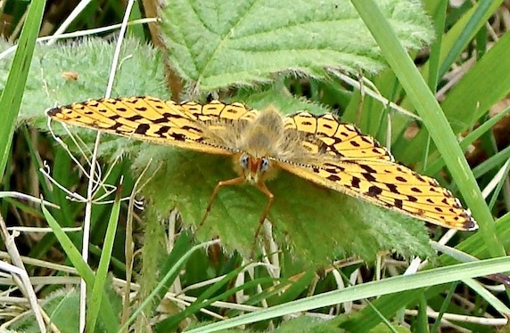 pearl-bordered fritillary